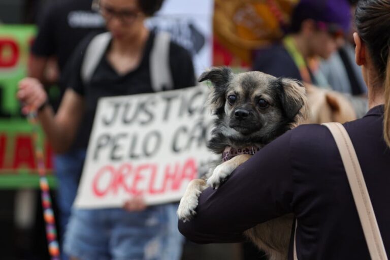 Morte do cão Orelha provoca mobilizações em capitais. Veja fotos morte-do-cao-orelha-provoca-mobilizacoes-em-capitais.-veja-fotos