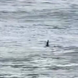 susto-no-guaruja:-tubarao-e-filmado-a-poucos-metros-de-criancas-na-praia-das-asturias