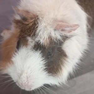 porquinho-da-india-e-resgatado-pela-equipe-do-gda-em-guaruja